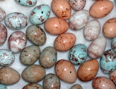 Tawny-flanked Prinia eggs vary to confound Cuckoo Finches © Claire Spottiswoode