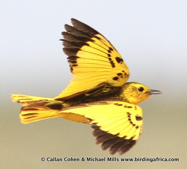 Golden Pipit, in Somaliland with Birding Africa © Callan Cohen & Michael Mills www.birdingafrica.com