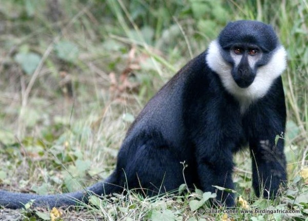 l'Hoest Monkey can easily be seen at Nyungwe roadsides © Callan Cohen www.birdingafrica.com