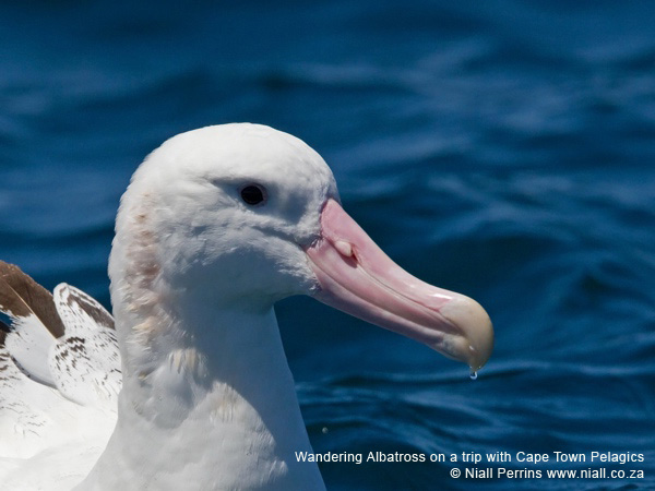 Wandering Albatross on a trip with Cape Town Pelagics © Niall Perrins www.niall.co.za