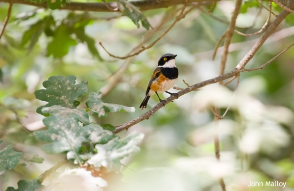 Cape Batis on a day trip from Cape Town with Birding Africa © John Malloy