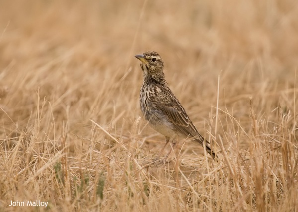 Large-billed Lark on a day trip from Cape Town with Birding Africa © John Malloy