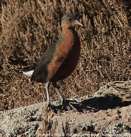 The characterful endemic Rouget's Rail © Callan cohen www.birdingafrica.com