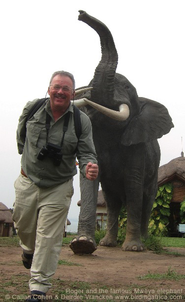 Roger and the famous Mweya elephant © Callan Cohen & Deirdre Vrancken www.birdingafrica.com