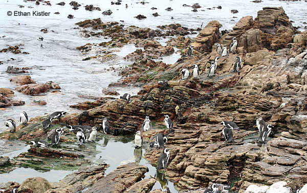 African penguins at Stoney Point