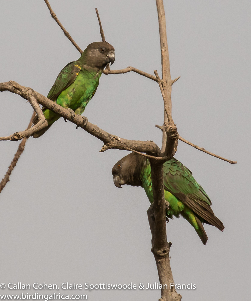 Image result for Niam-Niam parrot